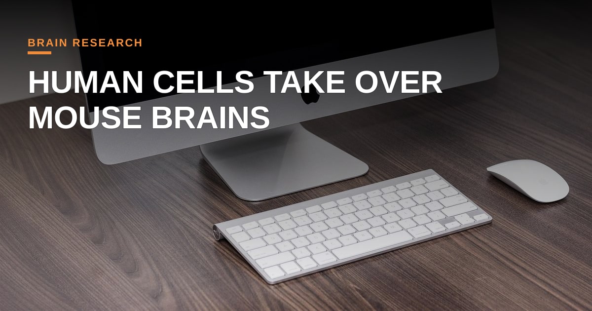 Blurring the Lines: Human Cells, Mouse Brains, and the Future of Intelligence